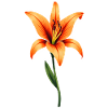 Lily