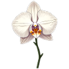 Orchidée blanche
