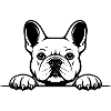 French Bulldog black and white