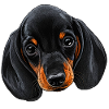 Dackelkopf Illustration Schwarzbraun tierbaby
