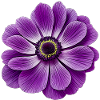 anemone Lila Blütenpracht Gradient