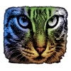 Regenbogenkatze Blick