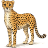 Cheetah Cartoon Illustration
