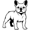 French Bulldog Standing Portrait