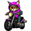 Katzen Motorradfahrer / Motorrad Katze