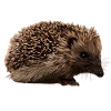 Hedgehog in forest style