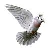 Pigeons, Birds