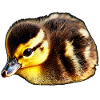 Ducks, Chicks, Birds
