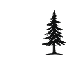 spruce