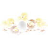 Chicken chicks