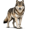 Wolf Animal