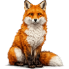 Fuchs Illustration Farbspiel