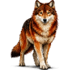 Wolf