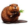 Biber mit Ast Waldtier Illustration