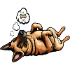 Malinois Belgian Shepherd Malinois Owner