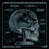 Skull Phrenology Diagram Art