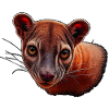 Fossa kopf Nahaufnahme Portrait
