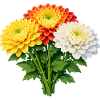 Chrysanthemum Trio Bouquet