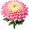Pink Chrysanthemum Bloom