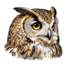 Artistic feather night owl