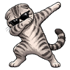 Tamponnage du Scottish Fold