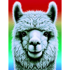 Alpaca