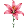 Lys Rose