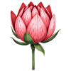 Zuckerbüsche Protea Blume