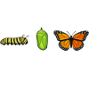 Inspiring butterfly fan graphic
