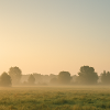 Morning fog over golden meadow