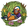 mandarin duck