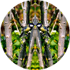 Nature Mandala Spring in City Park