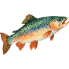 Trout Watercolor – Noble Design for Anglers