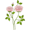 Fleur