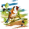 Bunter Vogel
