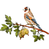 Bunter Vogel