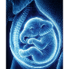Blue Ultrasonic Baby in Womb