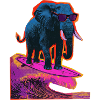 Surf d’éléphant Surf