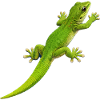 Gecko climbs 1