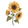 Sunflower Beam Yellow