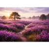 Lavender field at sunrise