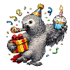 African grey parrot birthday