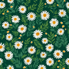 Fleurs de marguerite