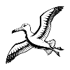 Neuseeländischer Albatros
