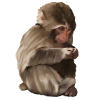 Punch - the lonely monkey