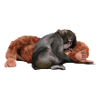 Punch - the monkey