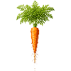 Fresh Carrot Nature Vegetable Illustration