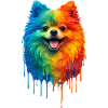Pomeranian in bright colours