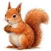 Eichhörnchen mit Eichel Illustration