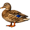 Canard colvert